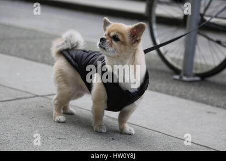 Carino piccolo cane color beige guinzaglio Foto Stock