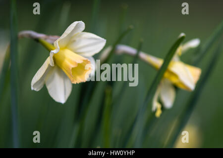 Daffodil Narciso Waterperry fiori. Dolce giallo e bianco avorio fiore di primavera pianta perenne nel Amaryllidaceae (amaryllis) famiglia Foto Stock