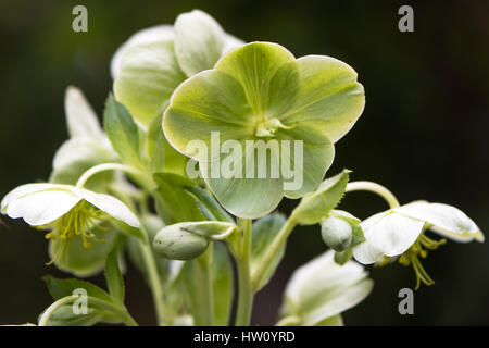 Veratro Corsica (Helleborus argutifolius) fiori. Fiori verdi della pianta perenne ranuncolo in famiglia (Ranunculaceae), Aka holly-lasciato l'elleboro Foto Stock