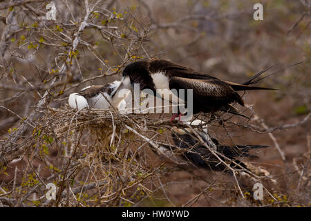 Una femmina la magnifica Frigatebird alimenta il suo pulcino su North Seymour isola in isola Galapagos catena. Foto Stock