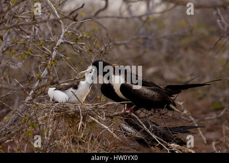 Una femmina la magnifica Frigatebird alimenta il suo pulcino su North Seymour isola in isola Galapagos catena. Foto Stock