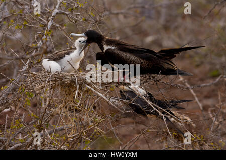 Una femmina la magnifica Frigatebird alimenta il suo pulcino su North Seymour isola in isola Galapagos catena. Foto Stock