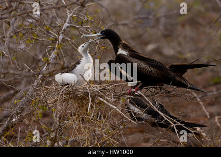 Una femmina la magnifica Frigatebird alimenta il suo pulcino su North Seymour isola in isola Galapagos catena. Foto Stock