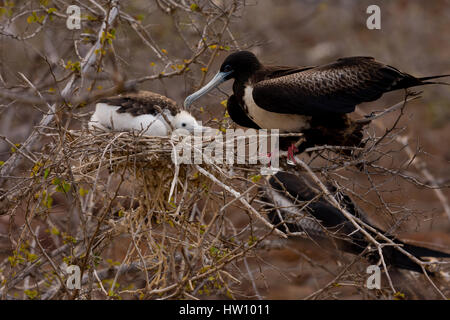 Una femmina la magnifica Frigatebird alimenta il suo pulcino su North Seymour isola in isola Galapagos catena. Foto Stock