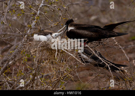 Una femmina la magnifica Frigatebird alimenta il suo pulcino su North Seymour isola in isola Galapagos catena. Foto Stock