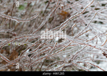 Piante congelate ricoperto di uno spesso strato di ghiaccio dopo un raro e pericoloso inverno tempesta di ghiaccio con Pioggia gelata in Eugene Oregon. Foto Stock