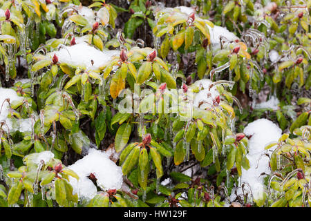 Piante congelate ricoperto di uno spesso strato di ghiaccio dopo un raro e pericoloso inverno tempesta di ghiaccio con Pioggia gelata in Eugene Oregon. Foto Stock
