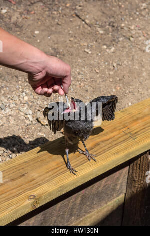 Alimentazione da lato, American crow, neonata crow, Uccello ferito, uccello caduto dal nido, Novato, Marin County, California Foto Stock