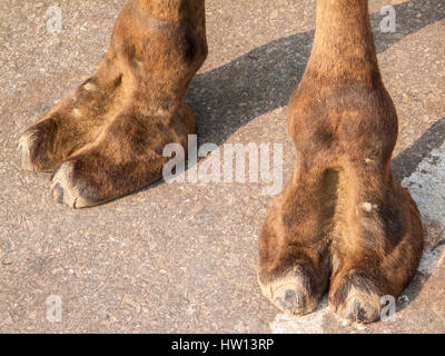 Una coppia di gambe di cammello piantato sul marciapiede in Agra, India. Foto Stock