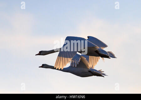 Sagome paio di cigni battenti nella primavera sky,belli uccelli, uccelli bianco, amore, sempre, purezza, simbolo dell'amore, nobiltà, eleganza Foto Stock