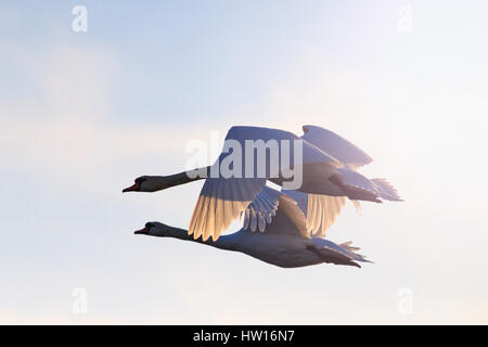 Sagome coppia di cigni battenti nella primavera sky,belli uccelli, uccelli bianco, amore, sempre, purezza, simbolo dell'amore, nobiltà, eleganza Foto Stock