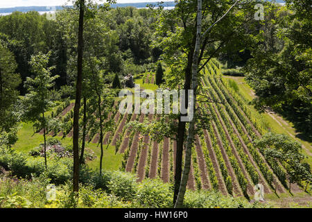 Vitigno campo al vigneto posto di 3 Mills (Vignoble Domaine des 3 Moulins) Foto Stock