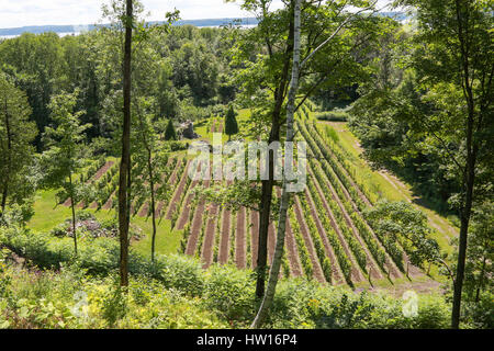 Vitigno campo al vigneto posto di 3 Mills (Vignoble Domaine des 3 Moulins) Foto Stock