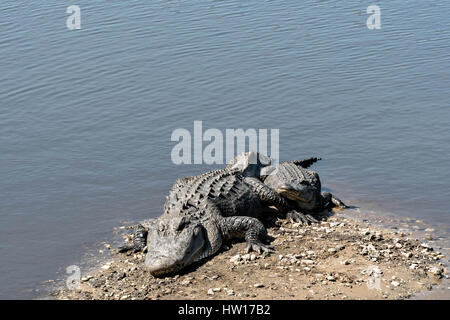 American alligatori crogiolatevi lungo la riva del fiume al Donnelley Wildlife Management Area Marzo 11, 2017 in stagno verde, nella Carolina del Sud. Il conservare è parte di un più ampio bacino di ACE natura rifugiato, uno dei più grandi non sviluppata negli estuari lungo la costa atlantica degli Stati Uniti. Foto Stock