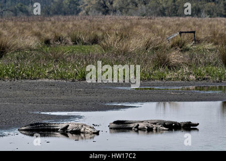 American alligatori crogiolatevi lungo la riva del fiume al Donnelley Wildlife Management Area Marzo 11, 2017 in stagno verde, nella Carolina del Sud. Il conservare è parte di un più ampio bacino di ACE natura rifugiato, uno dei più grandi non sviluppata negli estuari lungo la costa atlantica degli Stati Uniti. Foto Stock