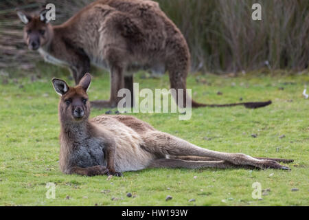 Western-grigio Canguro (Macropus fuliginosus) Foto Stock