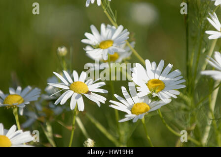 Campo di camomilla , Kamillenfeld Foto Stock