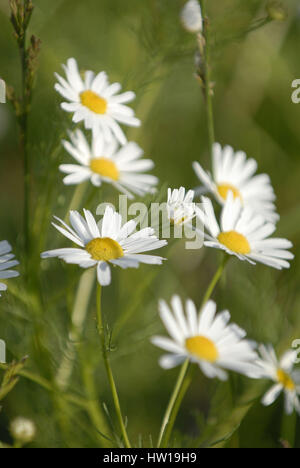 Campo di camomilla , Kamillenfeld Foto Stock