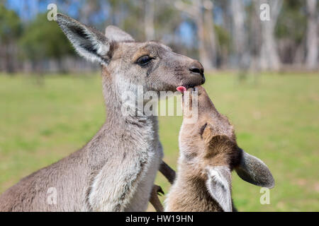 Western-grigio Canguro (Macropus fuliginosus) Foto Stock