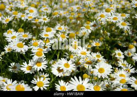 Campo di camomilla , Kamillenfeld Foto Stock