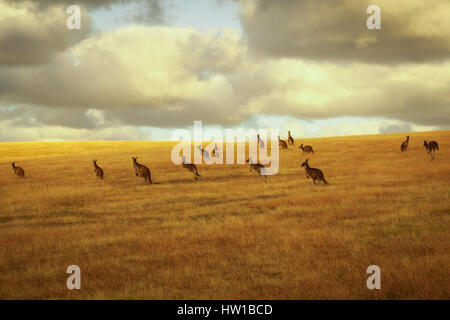 Western-grigio Canguro (Macropus fuliginosus) Foto Stock