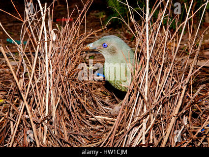Satin bowerbird, Ptilonorhynchus tendente al violaceo, costruendo il suo bower. Un maschio immaturo. Foto Stock
