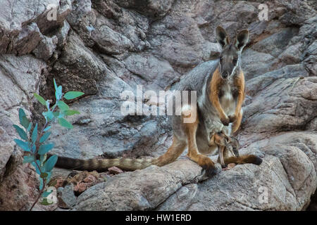 Giallo-footed Rock-wallaby (Petrogale xanthopus) Foto Stock