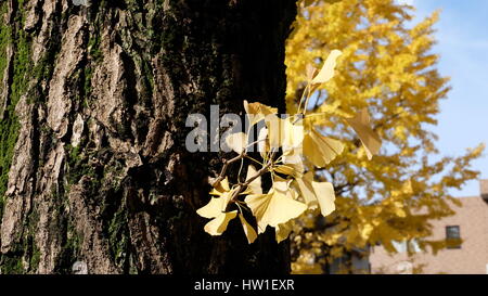 Giallo ginkgo foglie sul tronco di albero Foto Stock
