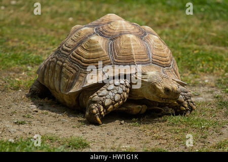 Foto di un adulto sperone-thighed tortoise camminando sotto il sole Foto Stock