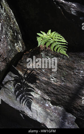 Foglia di felce; crescita fuori dalla roccia; a ardnamurchan Foto Stock