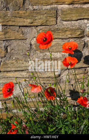 Papaveri crescente contro il muro di cinta romano in Chester Foto Stock
