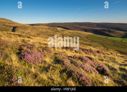 Bella serata estiva nelle colline del nord Inghilterra. Paesaggio collinare vicino a Glossop nel Derbyshire. Foto Stock