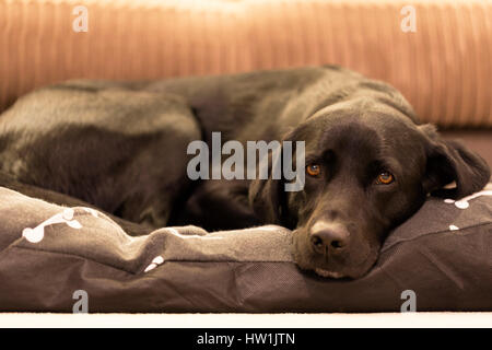 Femmina nera labrador sdraiato sul suo dogbed. Foto Stock