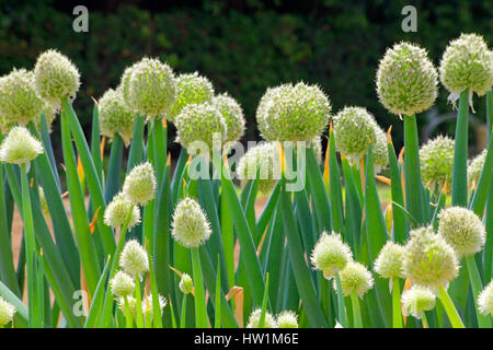 Welsh Onion Flower Kanagawa Giappone Foto Stock