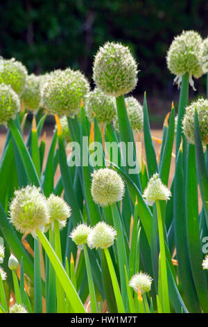 Welsh Onion Flower Kanagawa Giappone Foto Stock