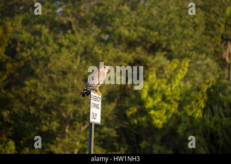 Red-hawk con spallamento arroccato su un segno a Merritt Island National Wildlife Refuge, FL Foto Stock