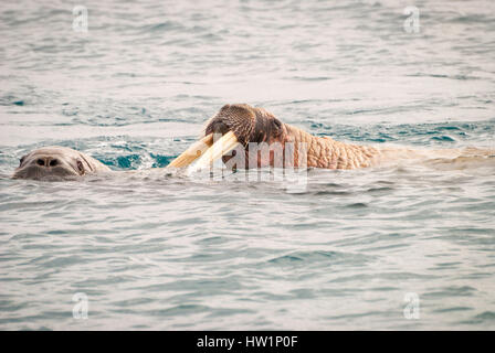 Trichechi nuotare nel mare Foto Stock