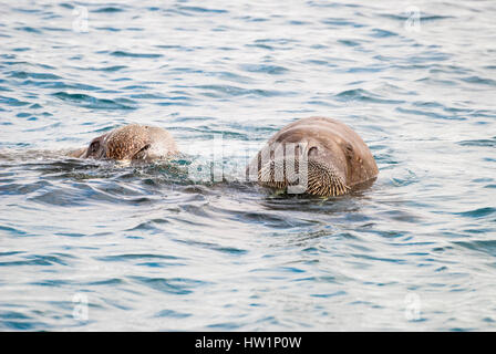 Trichechi nuotare nel mare Foto Stock