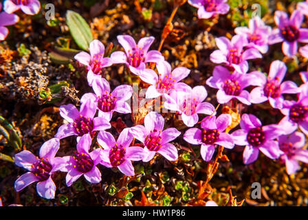 Sassifraga viola moss Fioritura in estate nella tundra artica Foto Stock