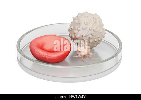Le cellule del sangue in piastra petri, 3D rendering isolati su sfondo bianco Foto Stock