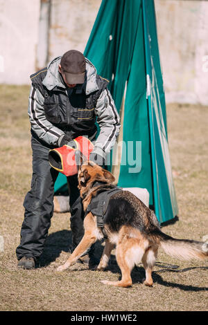 Pastore Tedesco addestramento del cane. Mordere cane. Alsaziano cane lupo. Deutscher, cane Foto Stock