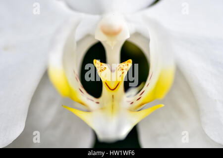 Una Macro Close-up del centro di un white Orchid fiore. Foto Stock