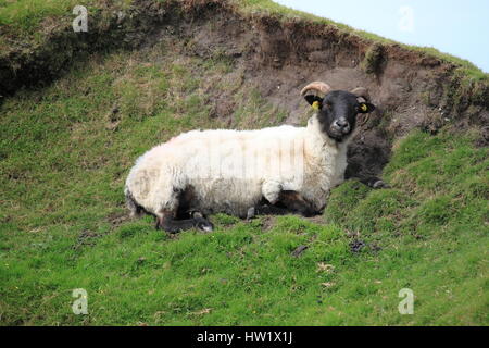 Testa nera pecore al pascolo su una verde collina. Achill Island, Irlanda Foto Stock