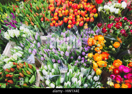 Tulip. Bouquet di tulipani. tulipani colorati. I tulipani in primavera Foto Stock