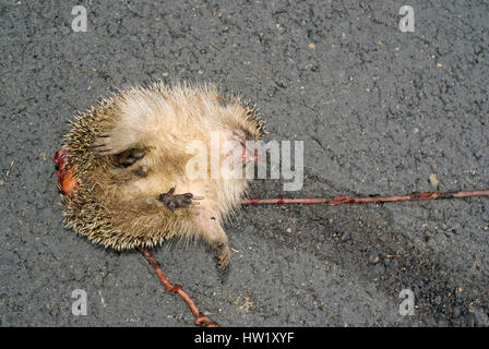 Riccio (Erinaceus europaeus) ucciso sulla strada, Toscana, Italia Foto Stock