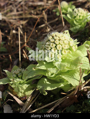 L'insolito fiori emergenti di Petasites japonicus noto anche come Fuki, Bog rabarbaro, Giapponese coltsfoot dolce o gigante Butterbur, crescendo in un ambiente naturale Foto Stock