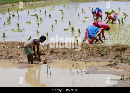 INDIA Westbengal, villaggio Gandhiji Songha , paddy coltivazione, il reimpianto di pianticelle di riso / INDIEN Westbengalen , Dorf Gandhiji Songha , Landwirtschaft, Umpflanzen von Reissetzlingen Foto Stock