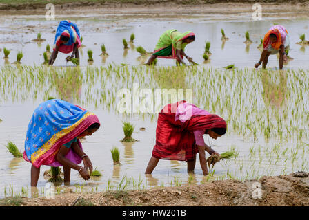 INDIA Westbengal, villaggio Gandhiji Songha , paddy coltivazione, il reimpianto di pianticelle di riso / INDIEN Westbengalen , Dorf Gandhiji Songha , Landwirtschaft, Umpflanzen von Reissetzlingen Foto Stock