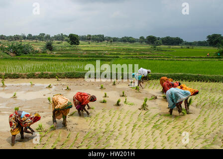 INDIA Westbengal, villaggio Gandhiji Songha , paddy coltivazione, il reimpianto di pianticelle di riso / INDIEN Westbengalen , Dorf Gandhiji Songha , Landwirtschaft, Umpflanzen von Reissetzlingen Foto Stock