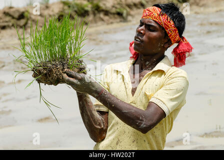 INDIA Westbengal, villaggio Gandhiji Songha , SRI sistema di intensificazione del riso, coltivazione di risone, il reimpianto di pianticelle di riso / INDIEN Westbengalen , Dorf Gandhiji Songha , Landwirtschaft, Anpassung an den Klimawandel, Verbesserung des Anbau durch SRI System zur Intensivierung des Reisanbau, Reissetzlinge Foto Stock
